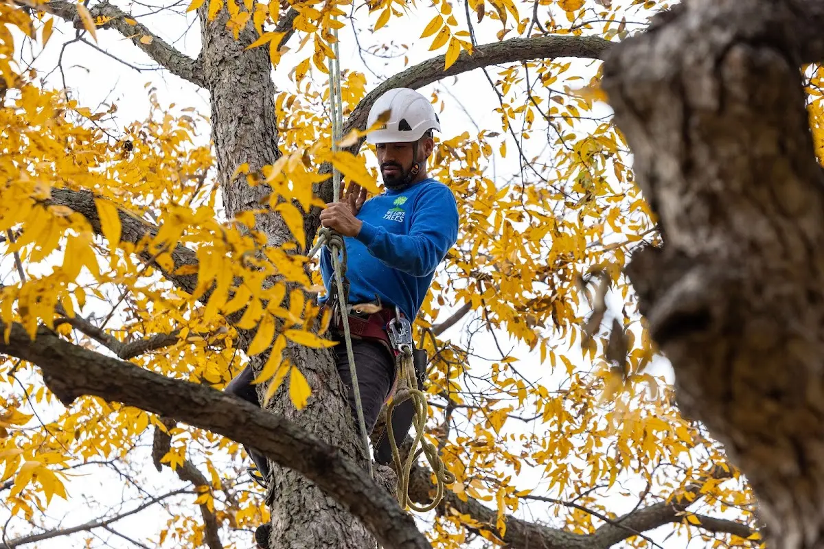 Skilled Storm Damage Cleanup crew working in Rockville
